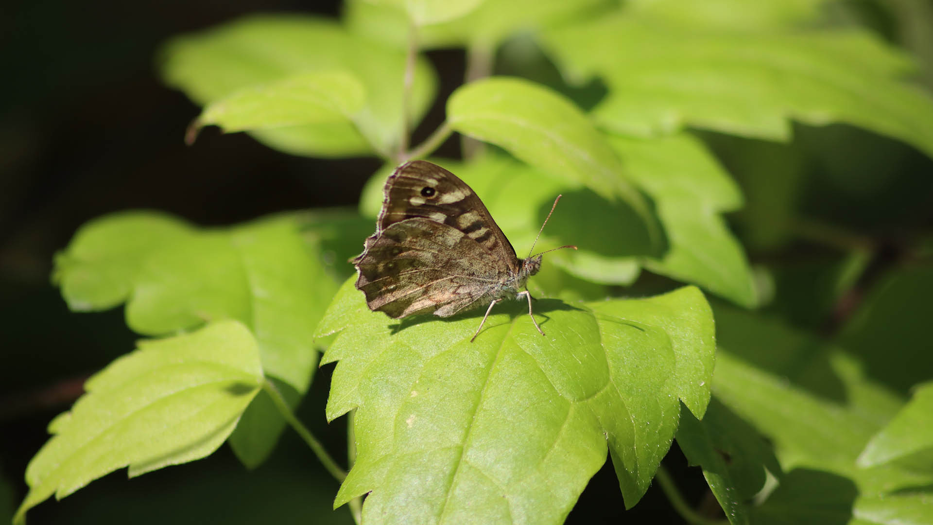 liljeborg-veddelev_fjordenge_16x9_10