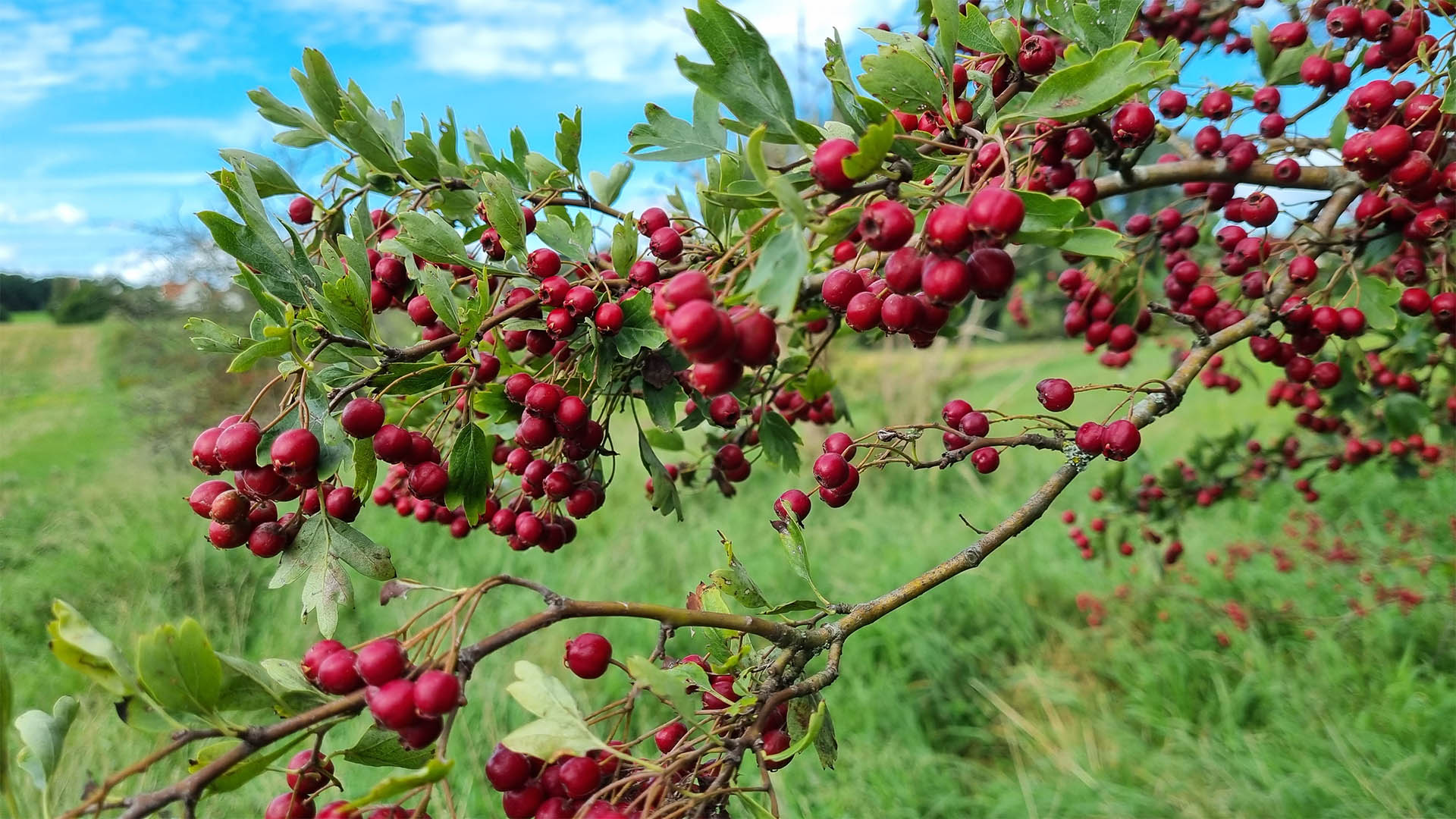 liljeborg-veddelev_fjordenge_16x9_12