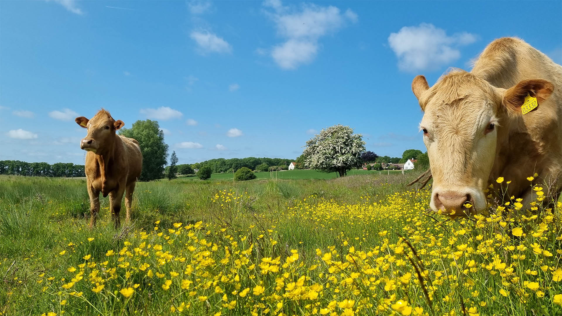liljeborg-veddelev_fjordenge_16x9_13